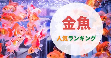 金魚品種|金魚の種類一覧｜人気でかわいい金魚ランキング